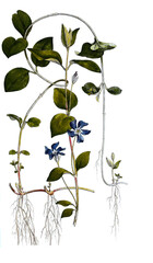 Großes Immergrün, Vinca major