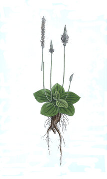 Mittlere Wegerich, Plantago media