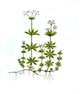 Waldmeister oder Wohlriechendes Labkraut, Galium odoratum, Synonym: Asperula odorata