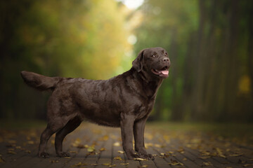 funny chocolate labrador retriever in green nature park