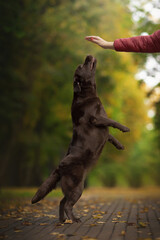 funny chocolate labrador retriever standing on his hind legs in green nature park