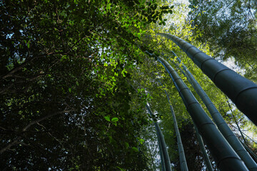 Fototapeta premium Beautiful green trees on sunny day in forest, bottom view