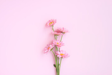 Bouquet of Pink Chrysanthemum Flowers on pink background