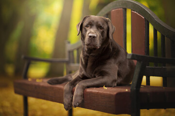 funny chocolate labrador retriever lies on the bench in green nature park