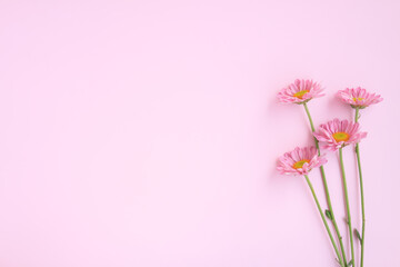 Fototapeta na wymiar Bouquet of Pink Chrysanthemum Flowers on pink background