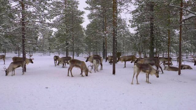 Western Siberia, a herd of reindeer in the corral: one day in a minute, timelapse (x100).