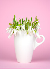 Minimalist spring composition with snowdrops in white cup on a pink background. Mother's Day, Valentine's and Women's Day concept . Close-up. Copy space. Selective focus.