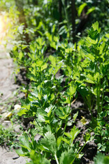 Celery cultivation, leaf shoots in soil, organic farming, ingredient for salads and spices