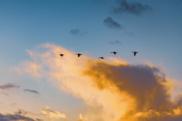 Sunrise sky and clouds with Australian White Ibis birds in flight