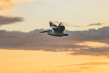 Fototapeta premium Pelican flying in the overcast sunrise sky