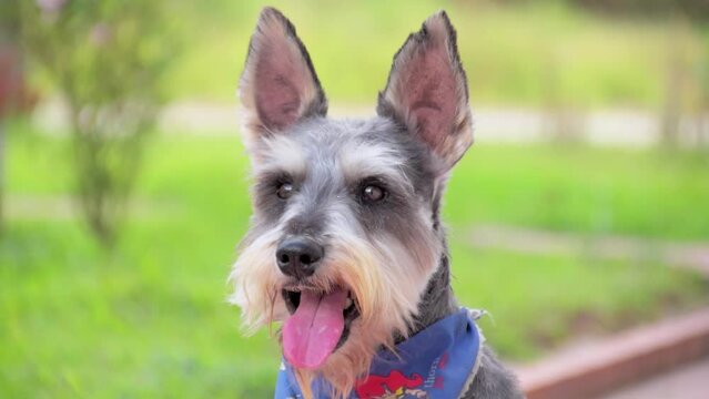 very cute gray schnauzer standing and focus happy dog mouth open big ears with kerchief beard dog