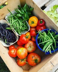 box with various vegetables harvested in the garden, fresh green beans, basil, tomatoes, round peppers, home garden harvest