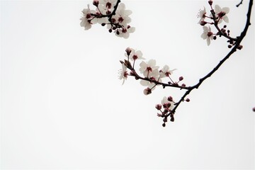 Branches de fleurs blanches sur fond bien