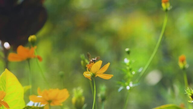 Busy bee working, pollenating yellow flower bokeh green medow background.