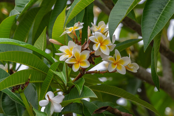Obraz na płótnie Canvas White and yellow frangipani flowers on the tree in light rain