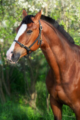 Obraz premium art portrait of bay sportive horse near blossom bush. spring time
