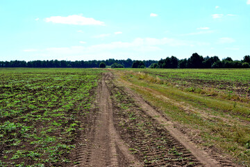 Fototapeta na wymiar A cultivated field with dirty ground and tractor track going to horizon with forest 