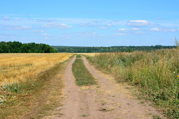 Fototapeta na wymiar A dirt road leads through a field with a blue sky and forest in the background