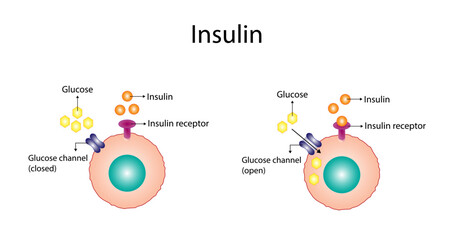 Insulin mechanism of action, regulates glucose metabolism and glucose blood level. Insulin is the key that unlocks glucose channel. Insulin resistance. Vector illustration. - obrazy, fototapety, plakaty