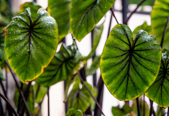 Close up leaf, Colocasia Pharaoh’s Mask, black petiole