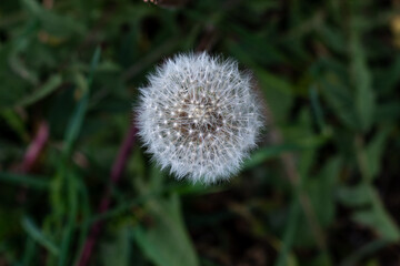 Dandelion 