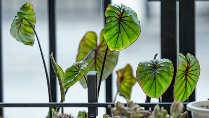Close up leaf, Colocasia Pharaoh’s Mask, black petiole
