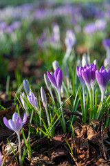 Multiple crocuses in the wild during spring