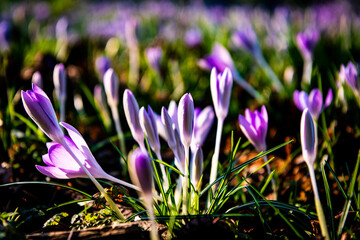Multiple crocuses in the wild during spring