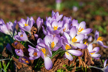 Multiple crocuses in the wild during spring