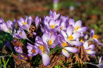 Tuinposter Multiple crocuses in the wild during spring © Rogier