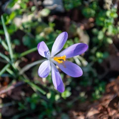 Poster Crocus in the wild during spring © Rogier