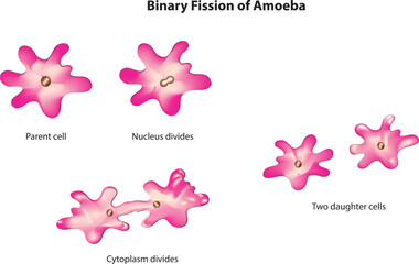 amoeba reproduction diagram