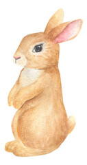Cute bunny watercolor illustration. Easter rabbit han-painted illustration. 