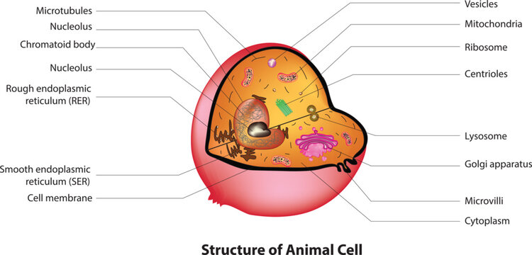 animal cell diagram