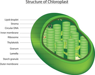 chloroplast diagram