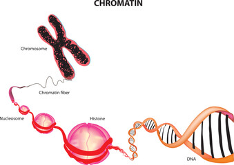 chromatin diagram labeled