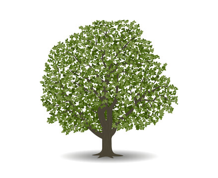 Vector drawing of walnut tree. Isolated vector illustration of walnut tree on a white background.