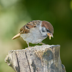 Sparrow. Sparrows are a family of small passerine birds, Passeridae. They are also known as true...