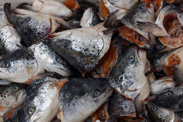 Heads of salmon in closeup view at big fish factory.