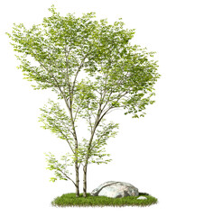 Composition layout forestry cut out backgrounds 3d rendering png