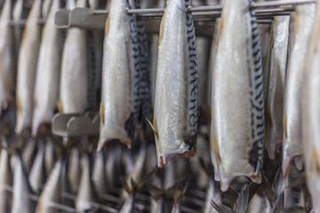 Closeup view of fresh mackerel ready for the process of smoking in the oven. - obrazy, fototapety, plakaty