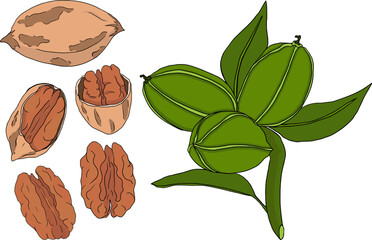 Pecan. Vector hand drawn nuts. Colored illustration with different sort of nuns.