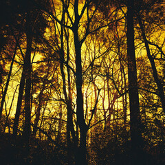 Golden Trees Silhouette on Redscale Film