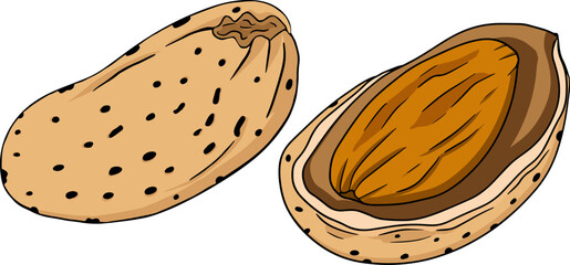 Almond. Vector hand drawn nuts. Colored illustration with different sort of nuns.