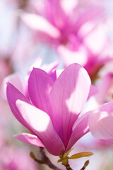 Fototapeta premium モクレンの花咲く