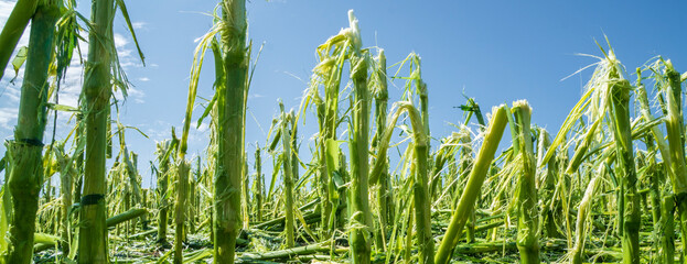 Hail storm and heavy rain destroyed a maize field