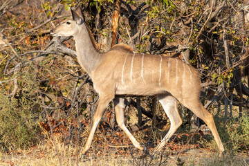 A young Greater Kudu cow wanders through a thicket in the wilderness