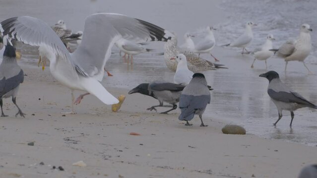 Hooded crow steals bread from gulls and flies away in slow motion. Flock of costal birds by the Baltic sea in Redlowo breach in Gdynia, Poland. Slow motion close-up