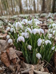 snowdrop flowers in the snow