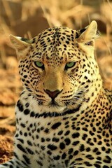 Fototapeta na wymiar Beautiful animal, wild, leopard, big cat.